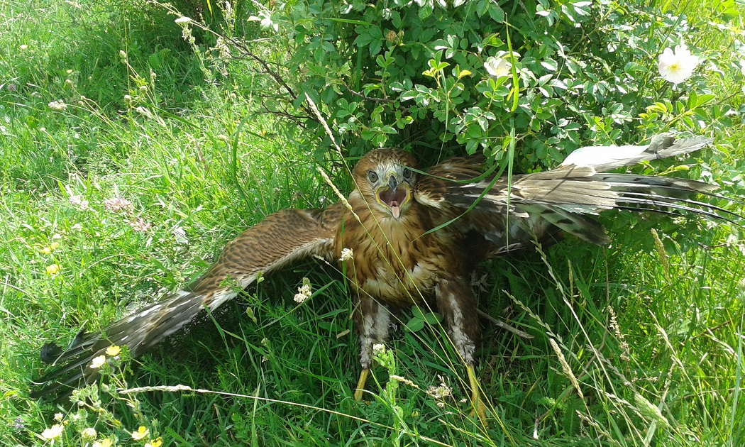 Kızıl şahin » Long-legged Buzzard » Buteo rufinus