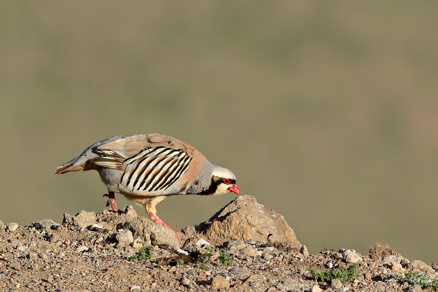 Kınalı keklik » Chukar Partridge » Alectoris chukar