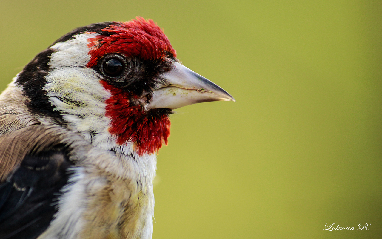 Saka » European Goldfinch » Carduelis carduelis