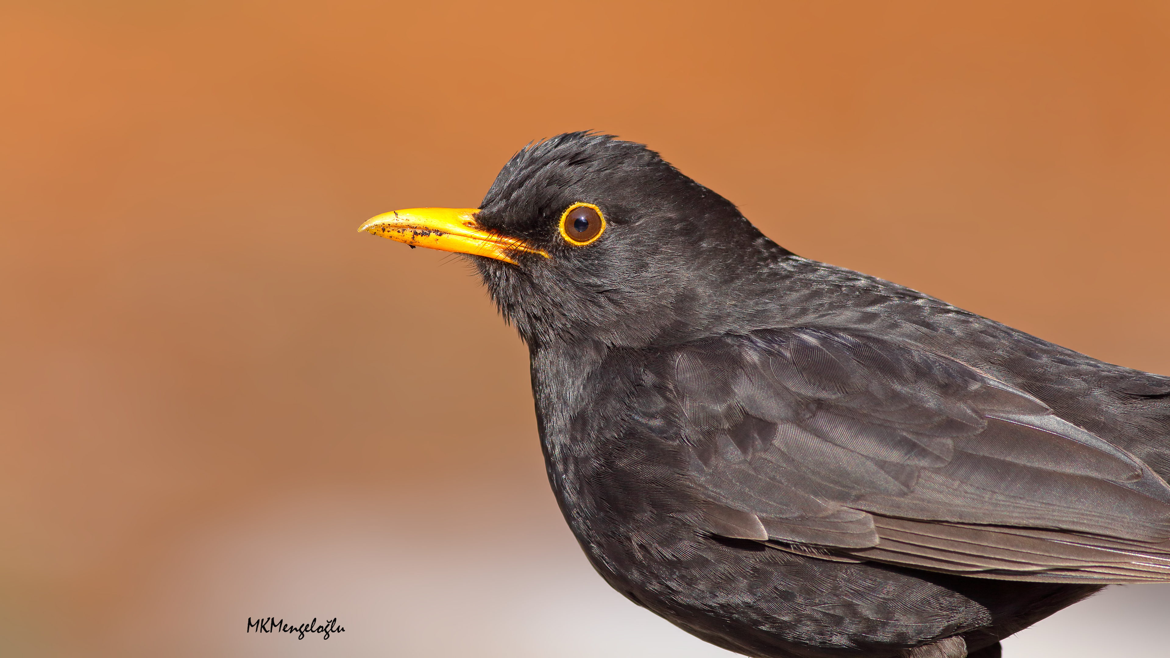 Karatavuk » Common Blackbird » Turdus merula
