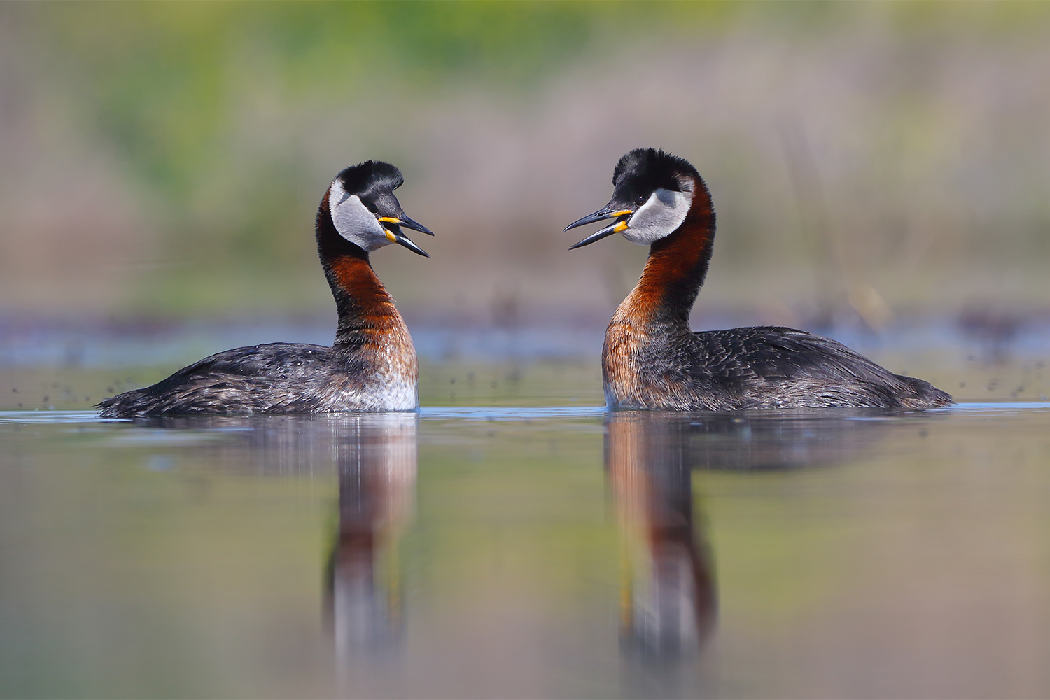 Kızılboyunlu batağan » Red-necked Grebe » Podiceps grisegena