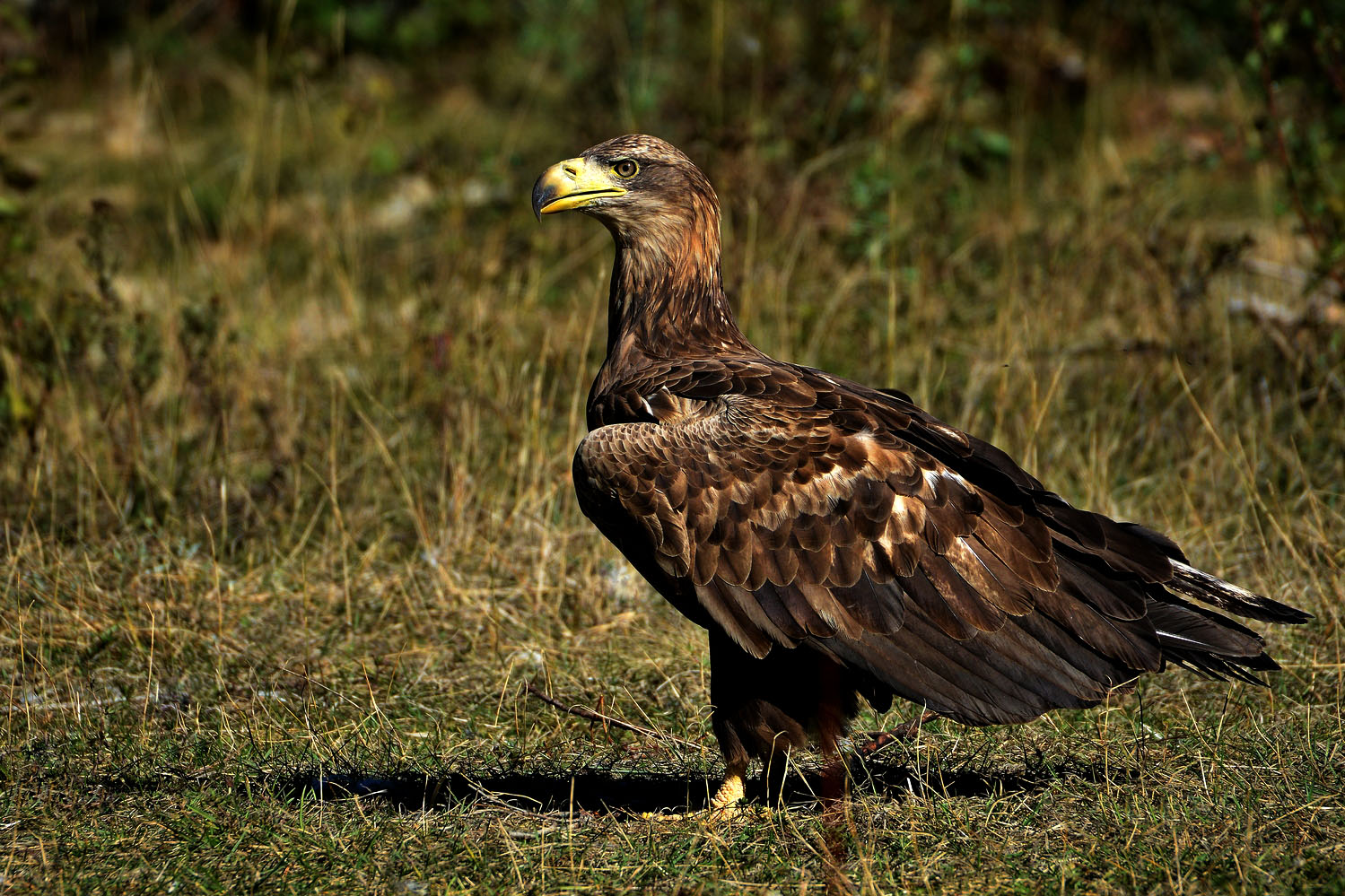 Akkuyruklu kartal » White-tailed Eagle » Haliaeetus albicilla