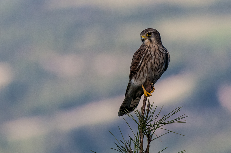 Kerkenez » Common Kestrel » Falco tinnunculus