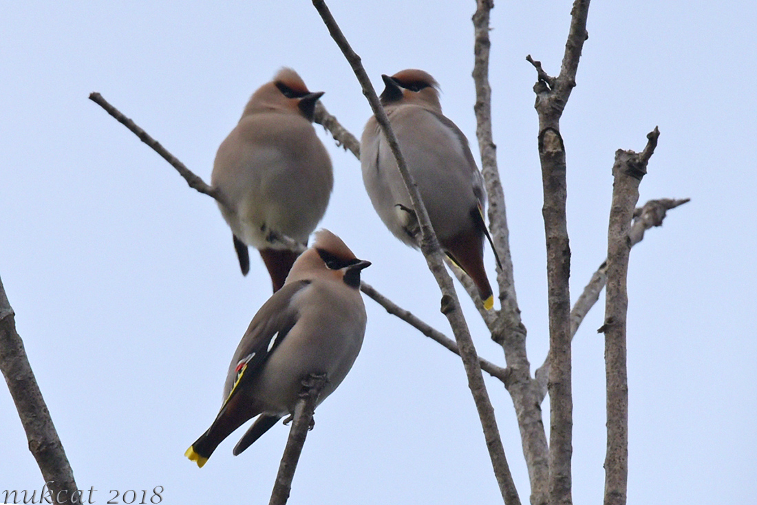 İpekkuyruk » Bohemian Waxwing » Bombycilla garrulus