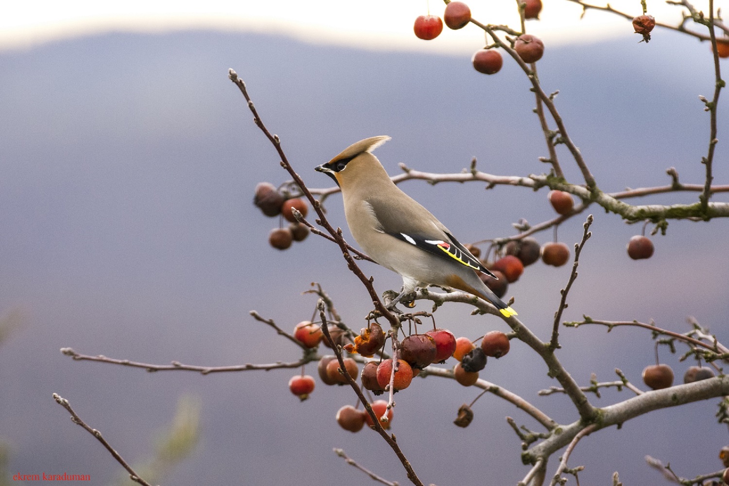İpekkuyruk » Bohemian Waxwing » Bombycilla garrulus