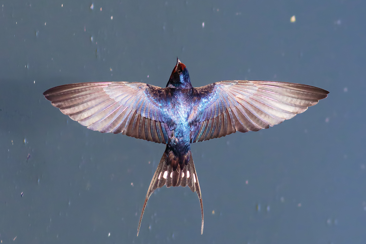Kır kırlangıcı » Barn Swallow » Hirundo rustica
