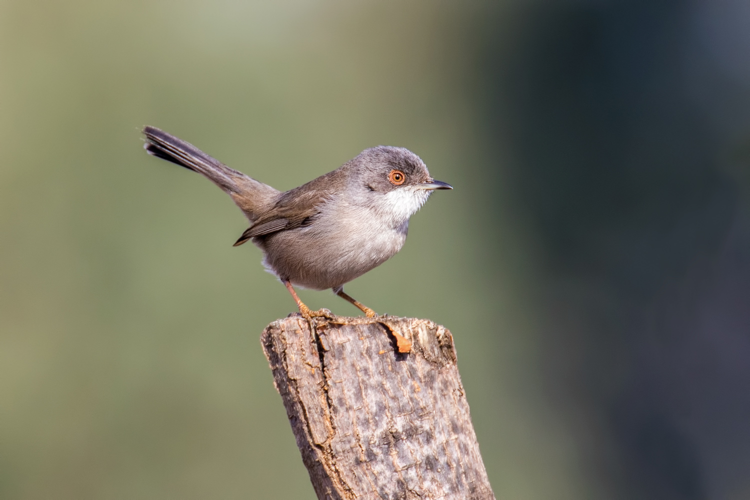 Maskeli ötleğen » Sardinian Warbler » Sylvia melanocephala