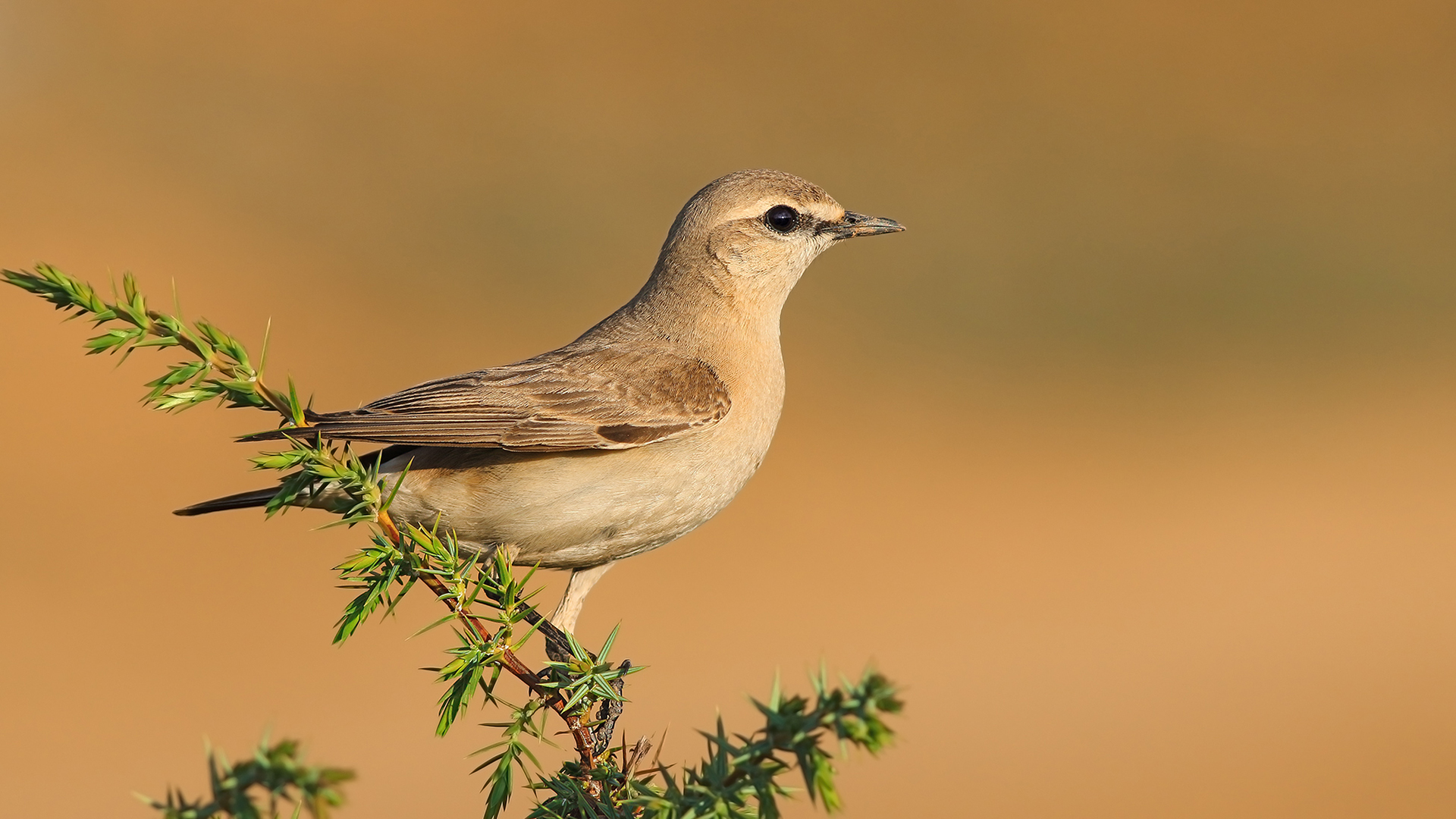 Boz kuyrukkakan » Isabelline Wheatear » Oenanthe isabellina