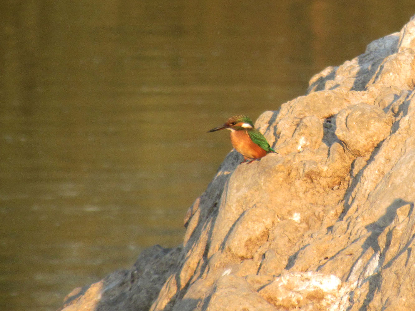 Yalıçapkını » Common Kingfisher » Alcedo atthis