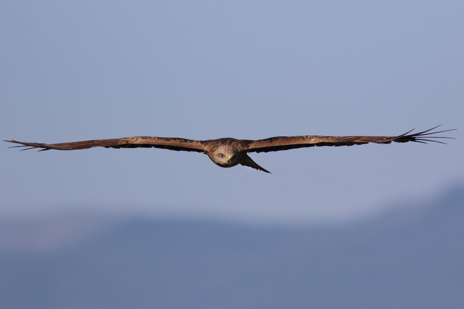 Kara çaylak » Black Kite » Milvus migrans
