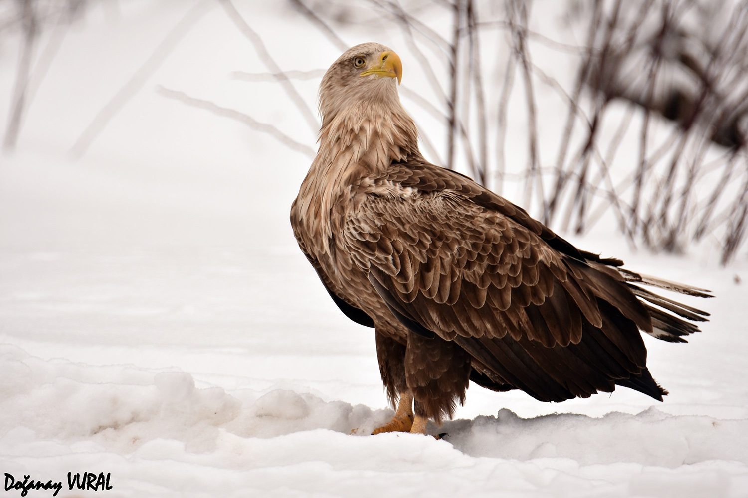 Akkuyruklu kartal » White-tailed Eagle » Haliaeetus albicilla
