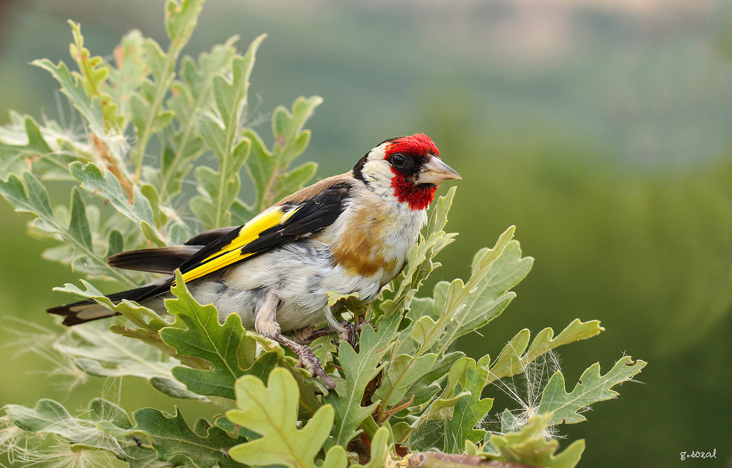 Saka » European Goldfinch » Carduelis carduelis
