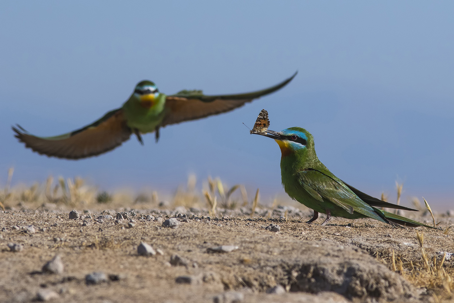 Yeşil arıkuşu » Blue-cheeked Bee-eater » Merops persicus