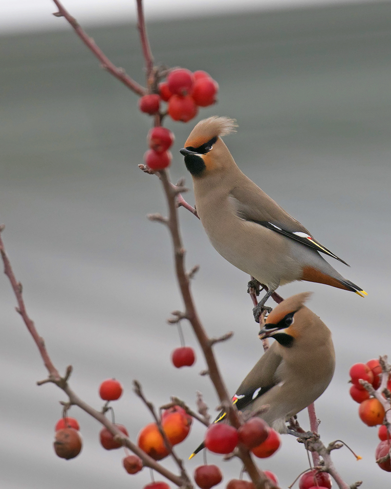 İpekkuyruk » Bohemian Waxwing » Bombycilla garrulus