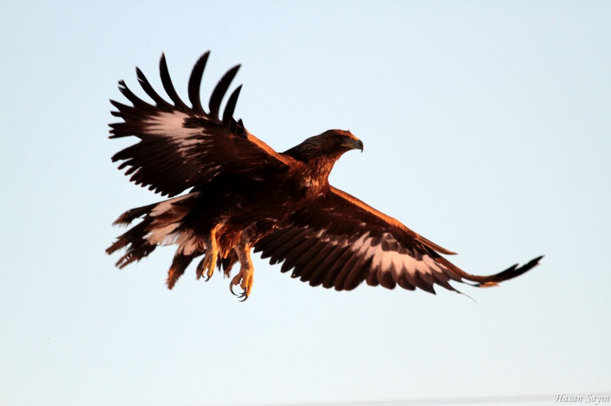 Kaya kartalı » Golden Eagle » Aquila chrysaetos