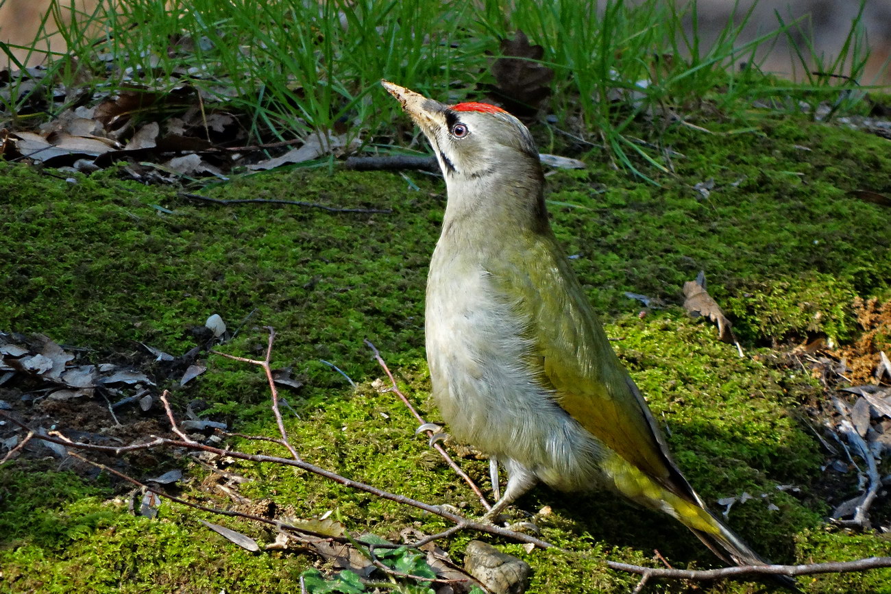 Küçük yeşil ağaçkakan » Grey-headed Woodpecker » Picus canus