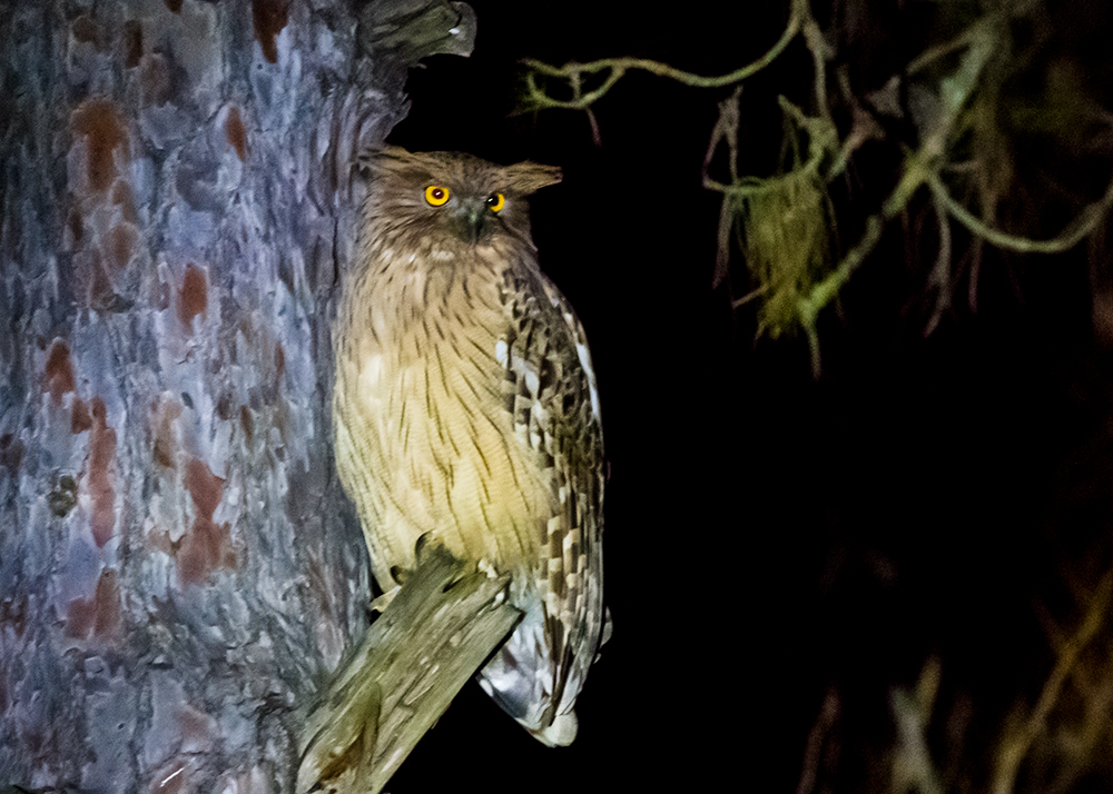 Balık baykuşu » Brown Fish Owl » Ketupa zeylonensis