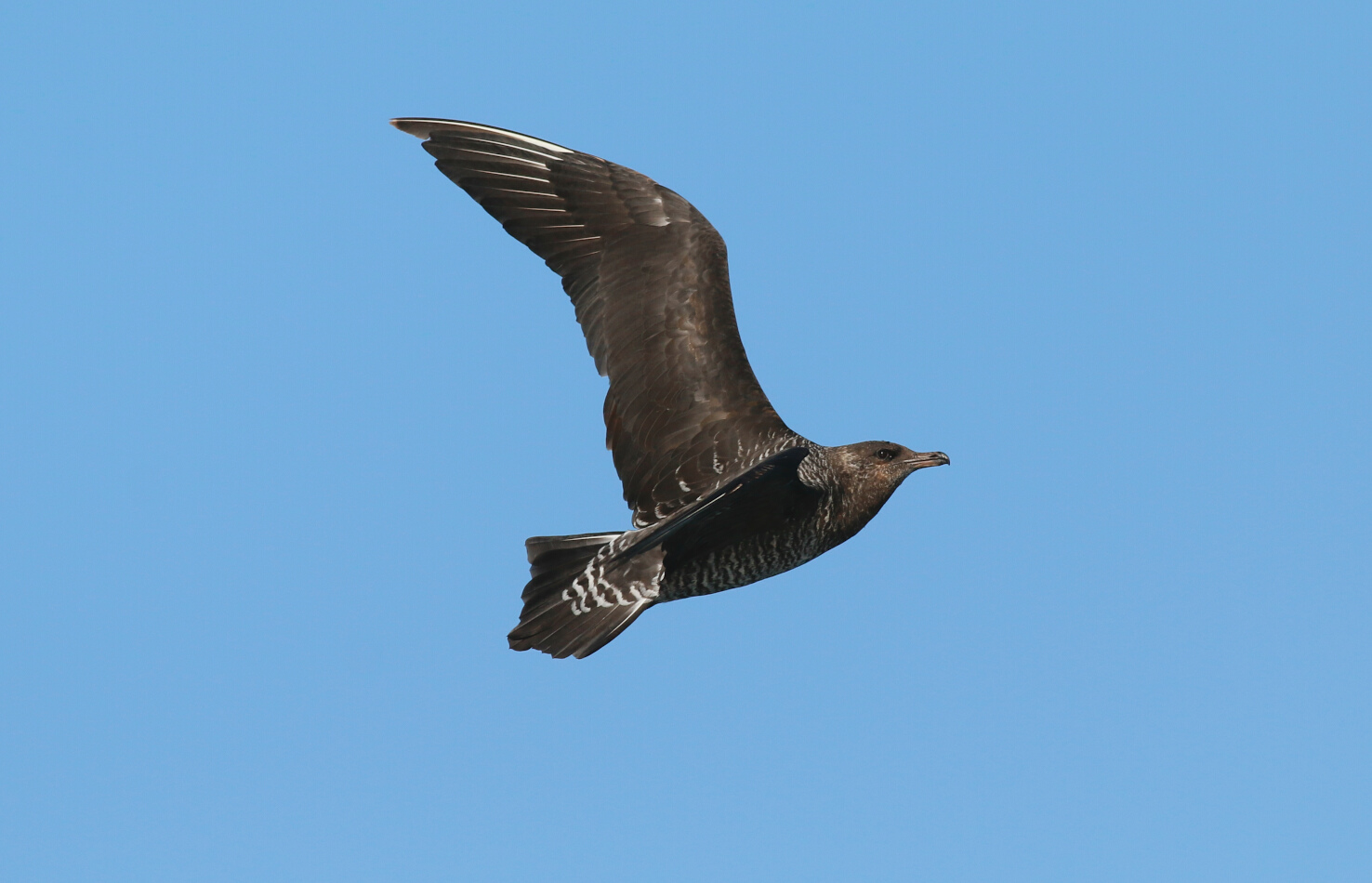 Kütkuyruklu korsanmartı » Pomarine Jaeger » Stercorarius pomarinus