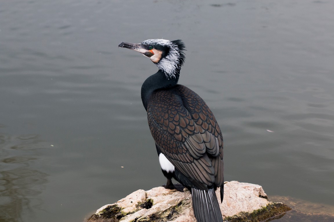 Karabatak » Great Cormorant » Phalacrocorax carbo