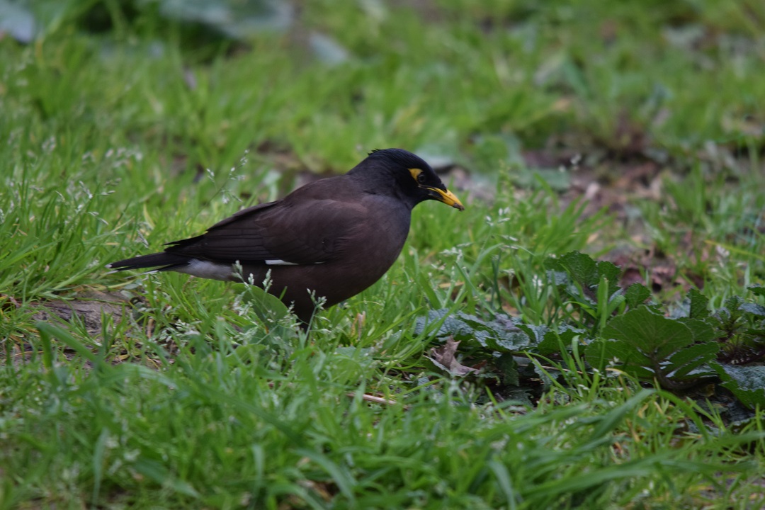 Çiğdeci » Common Myna » Acridotheres tristis