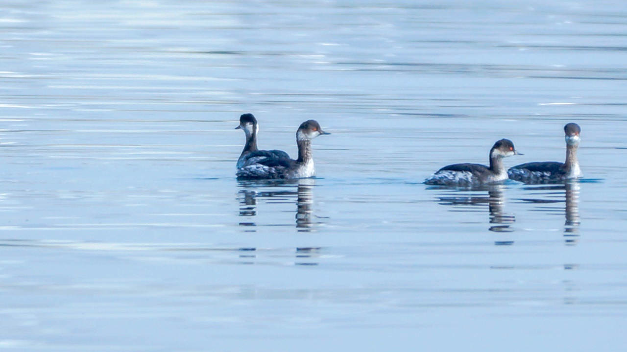 Karaboyunlu batağan » Black-necked Grebe » Podiceps nigricollis