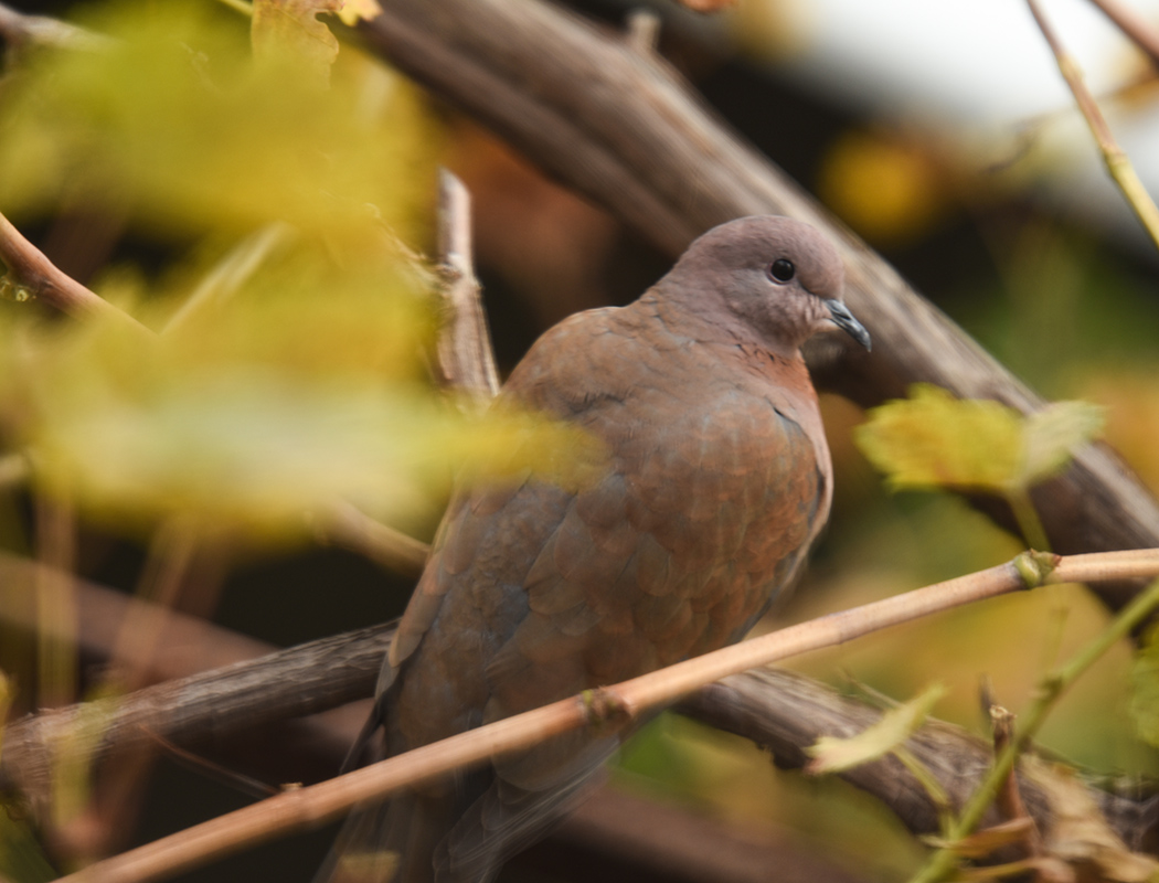 Küçük kumru » Laughing Dove » Spilopelia senegalensis