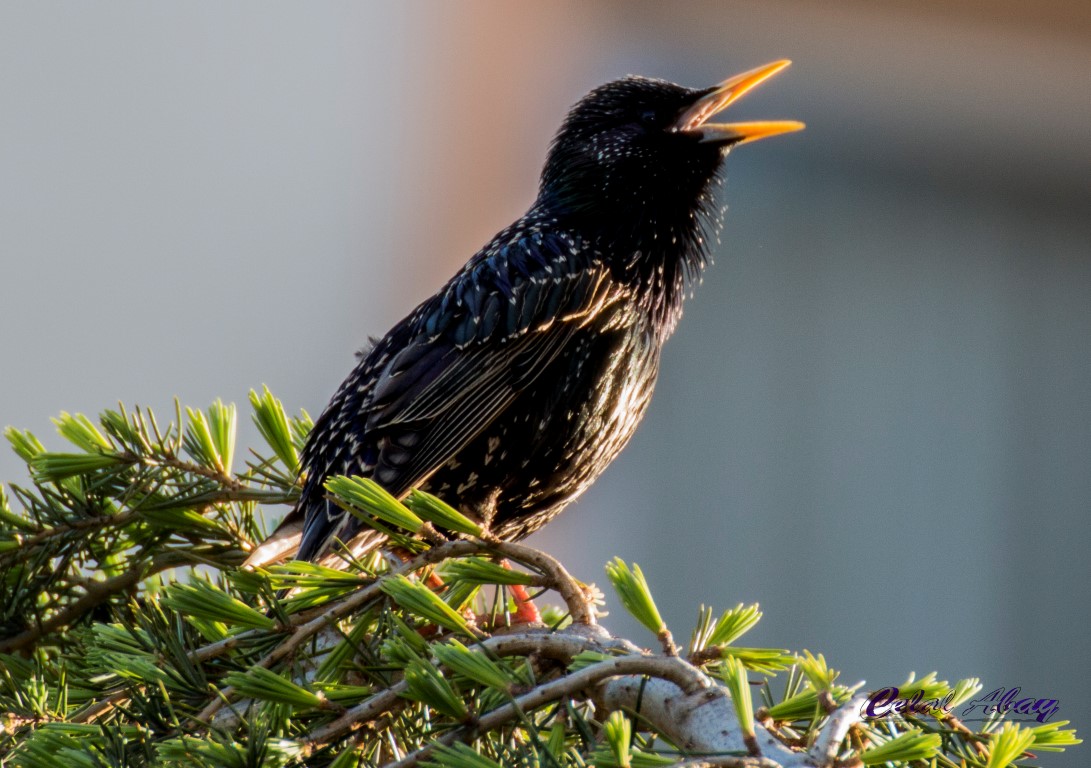 Sığırcık » Common Starling » Sturnus vulgaris