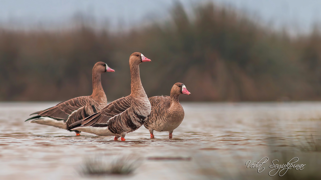 Sakarca » Greater White-fronted Goose » Anser albifrons