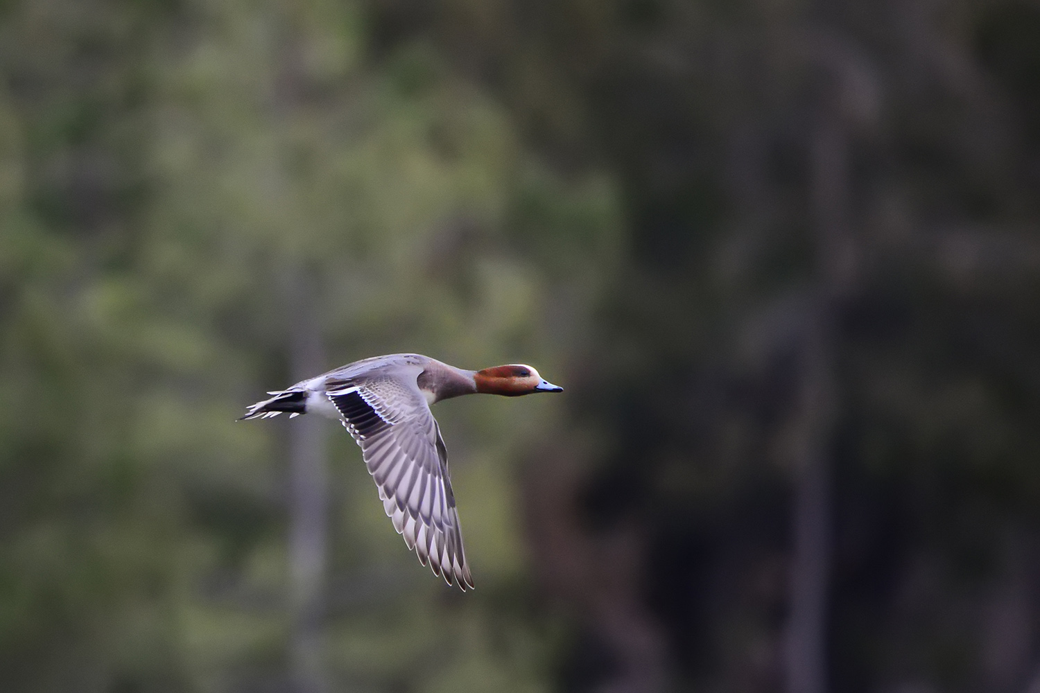 Fiyu » Eurasian Wigeon » Mareca penelope