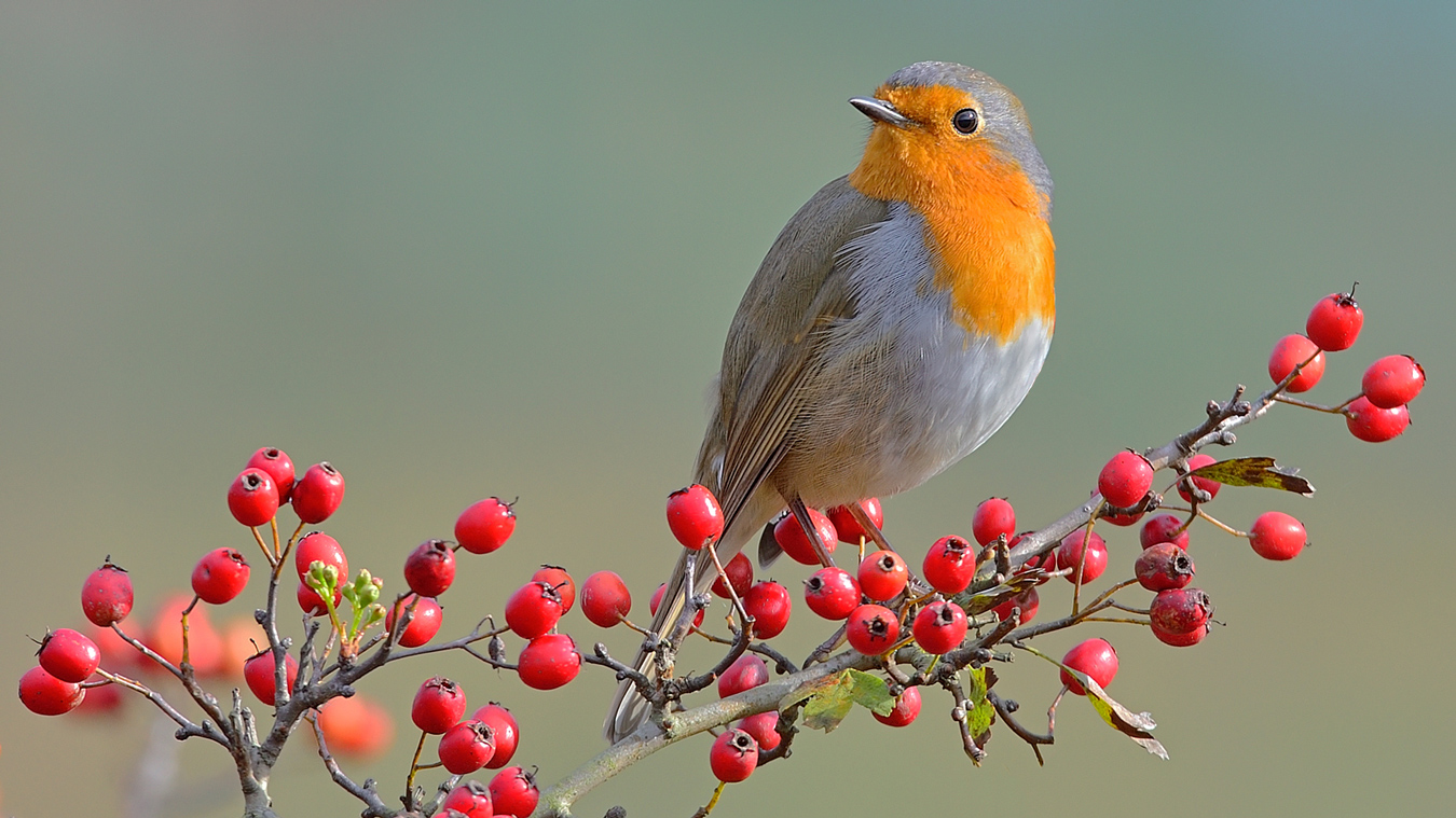 Kızılgerdan » European Robin » Erithacus rubecula