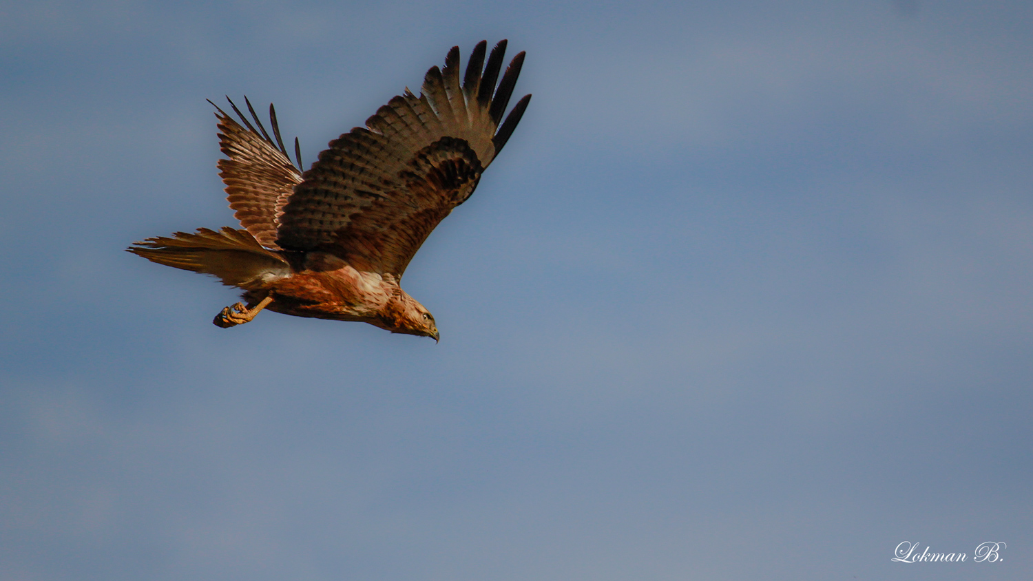 Kızıl şahin » Long-legged Buzzard » Buteo rufinus