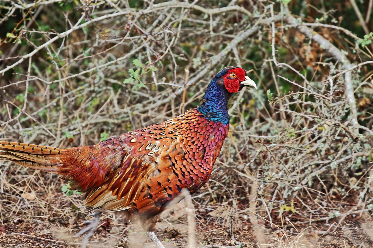 Sülün