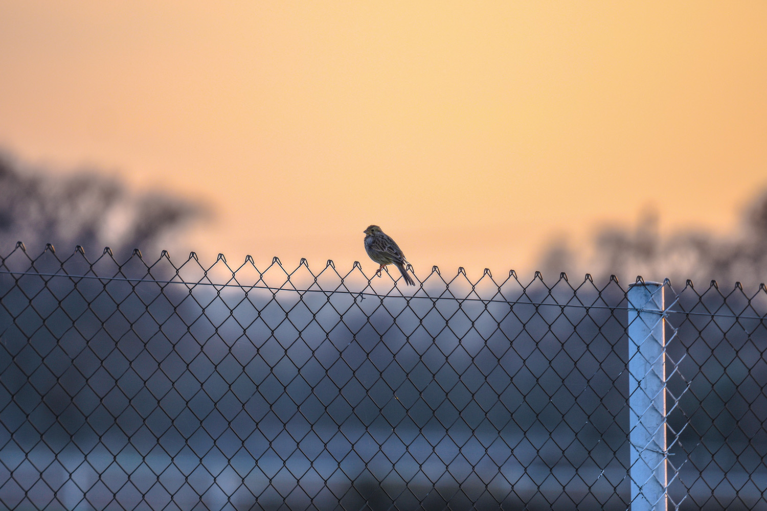 Tarla kirazkuşu » Corn Bunting » Emberiza calandra