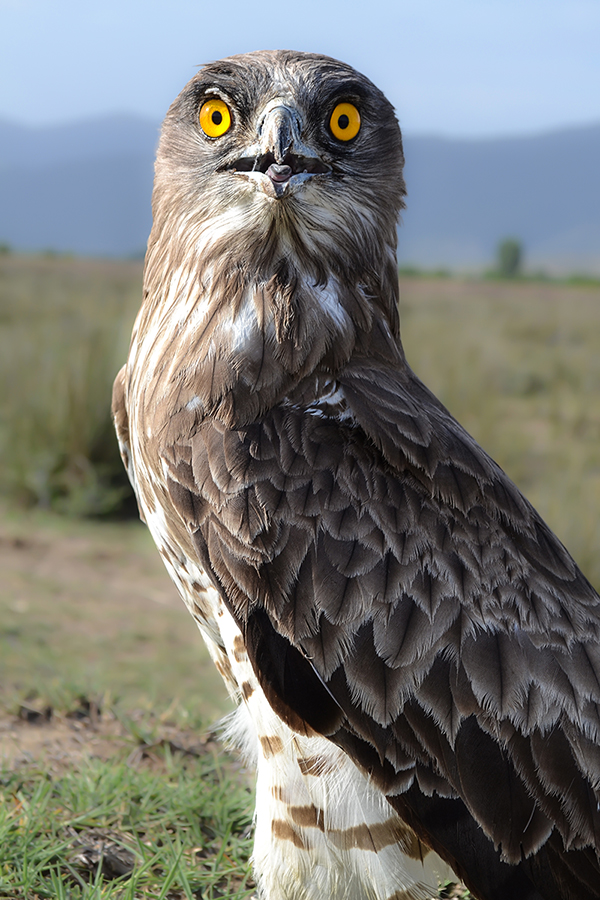 Yılan kartalı » Short-toed Snake Eagle » Circaetus gallicus