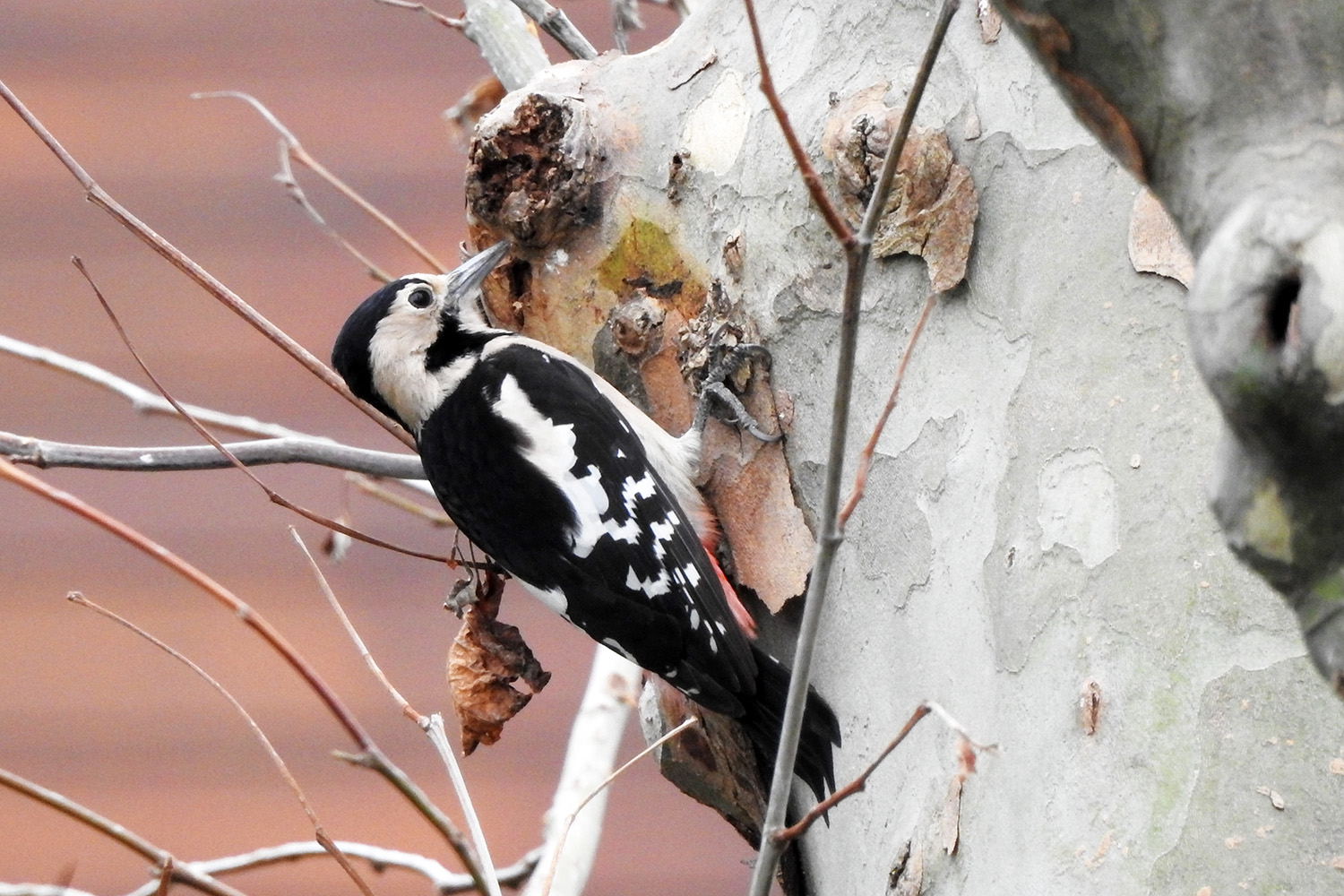 Alaca ağaçkakan » Syrian Woodpecker » Dendrocopos syriacus