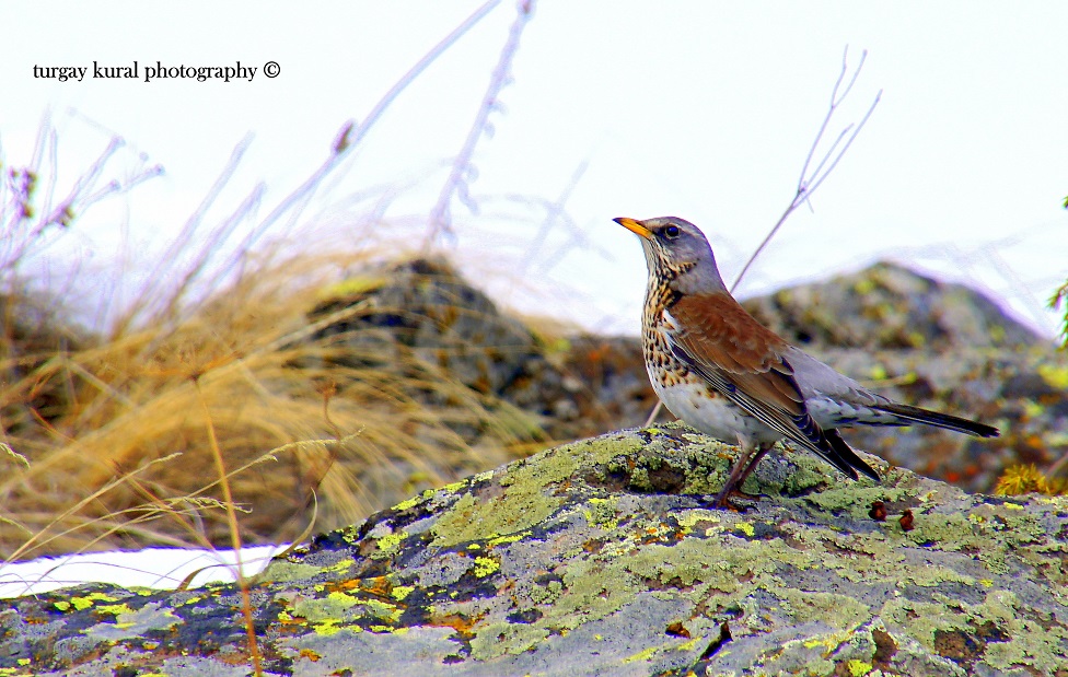 Tarla ardıcı » Fieldfare » Turdus pilaris