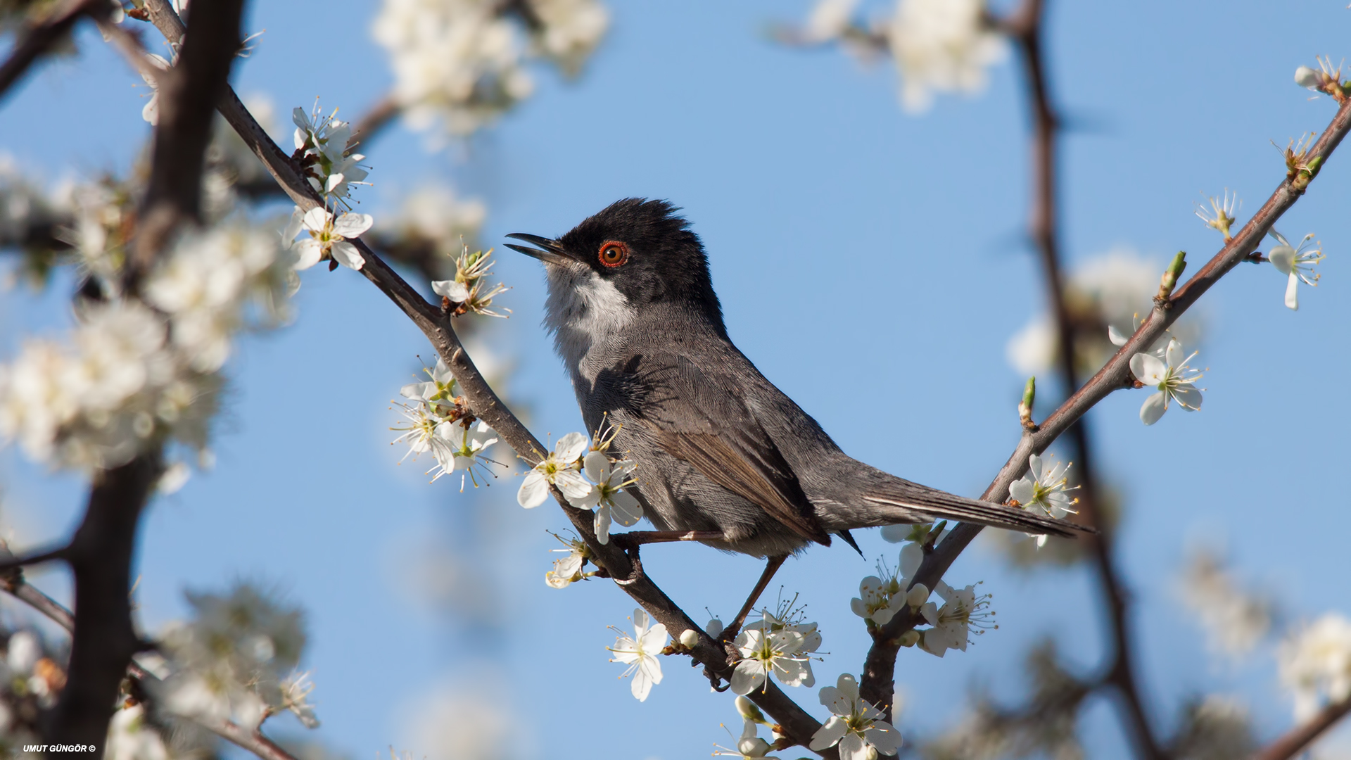 Maskeli ötleğen » Sardinian Warbler » Sylvia melanocephala