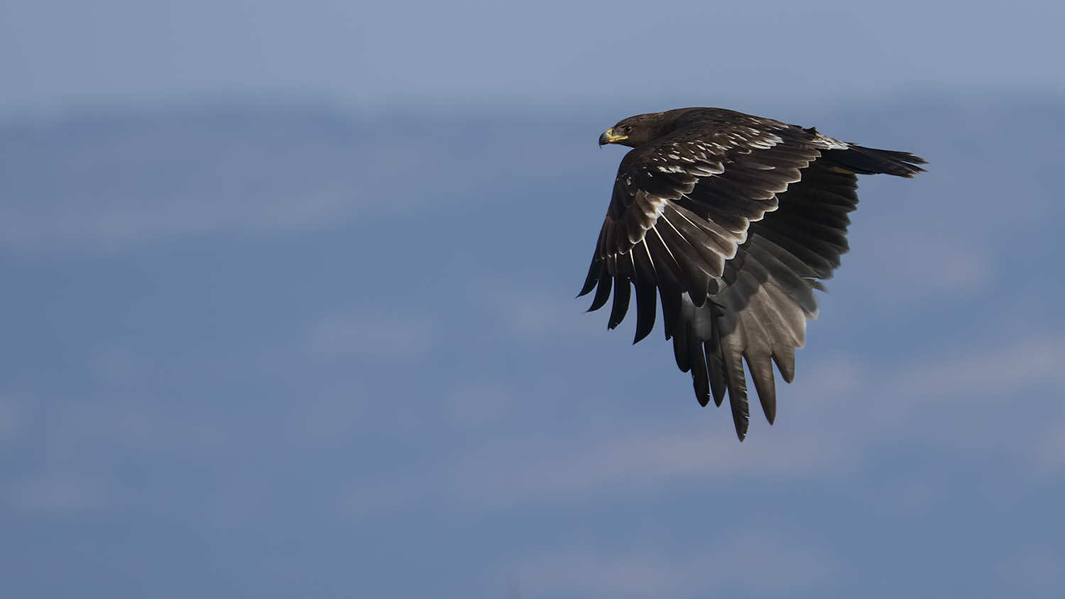 Büyük orman kartalı » Greater Spotted Eagle » Clanga clanga