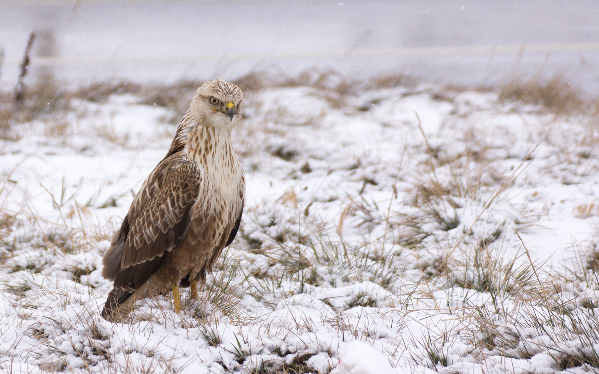 Kızıl şahin » Long-legged Buzzard » Buteo rufinus