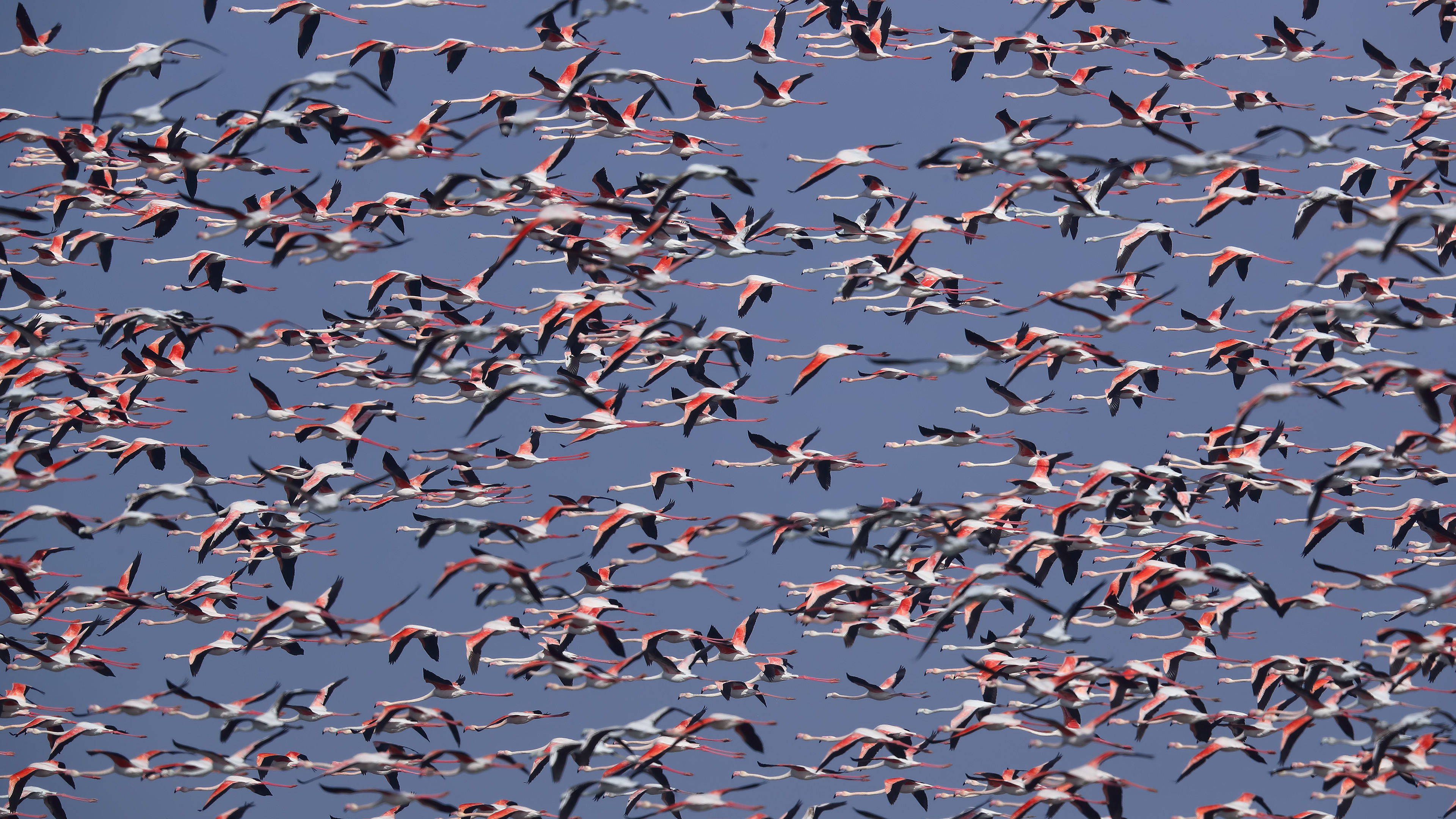 Flamingo