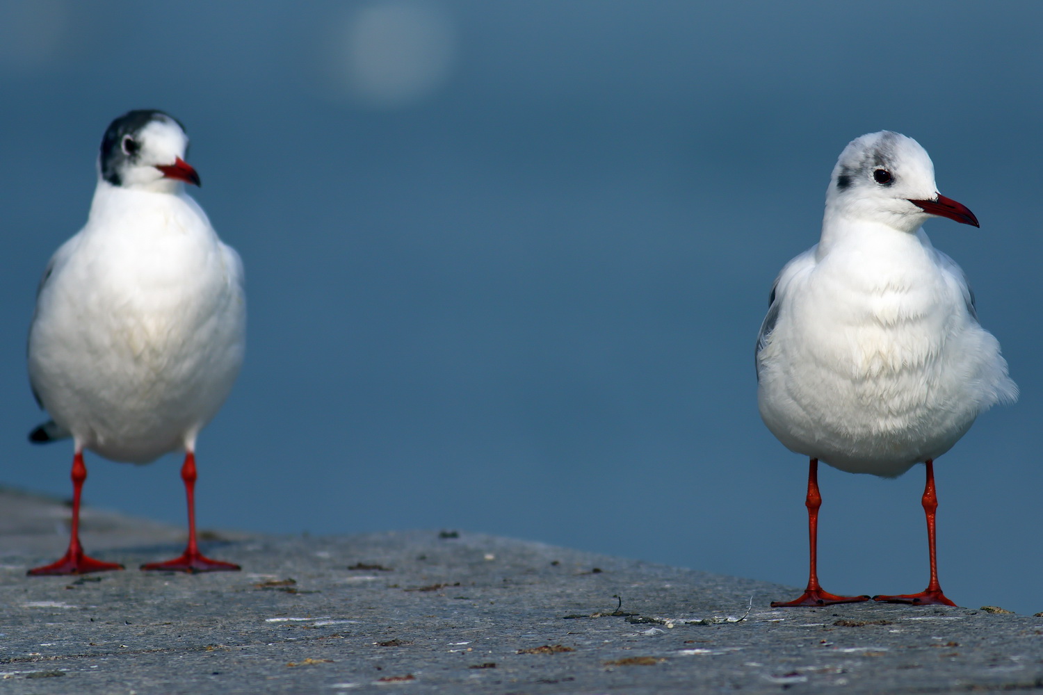 Karabaş martı » Black-headed Gull » Chroicocephalus ridibundus
