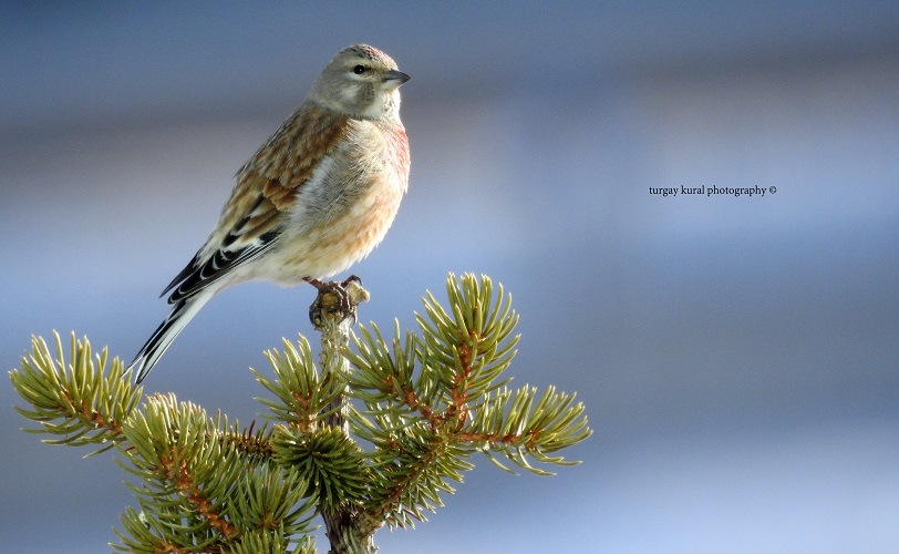 Ketenkuşu » Common Linnet » Linaria cannabina