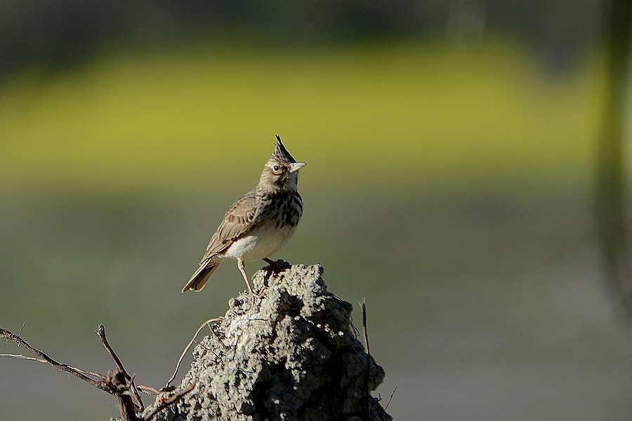 Tepeli toygar » Crested Lark » Galerida cristata