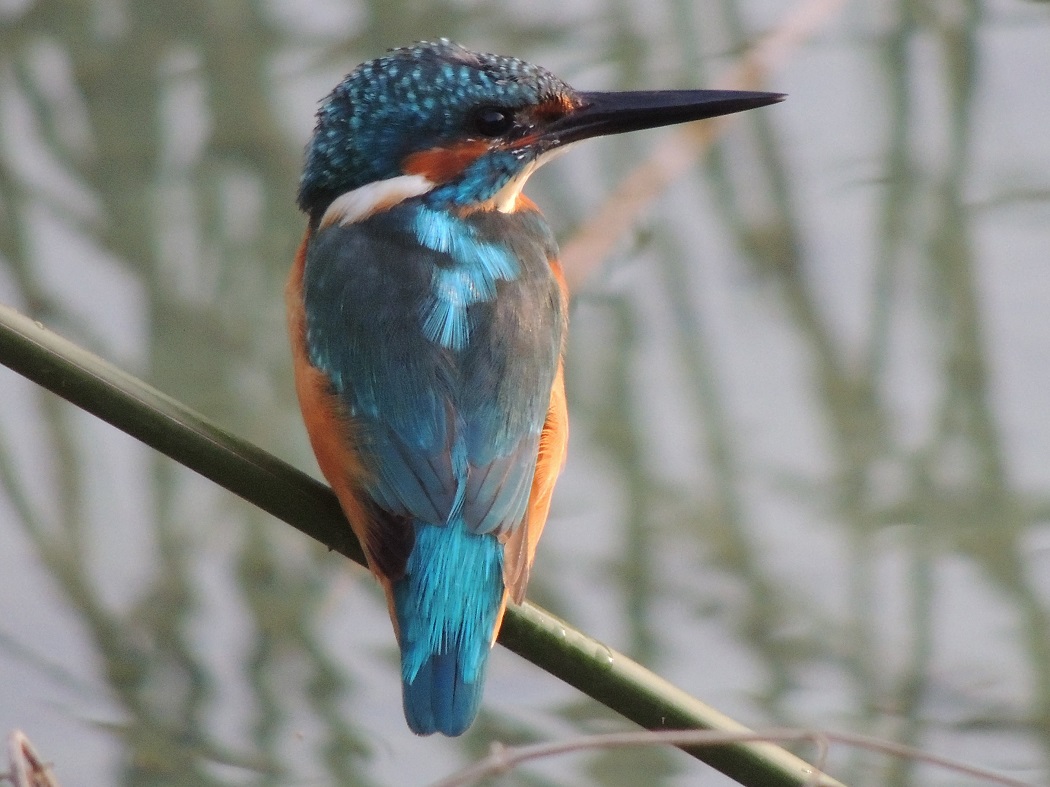 Yalıçapkını » Common Kingfisher » Alcedo atthis