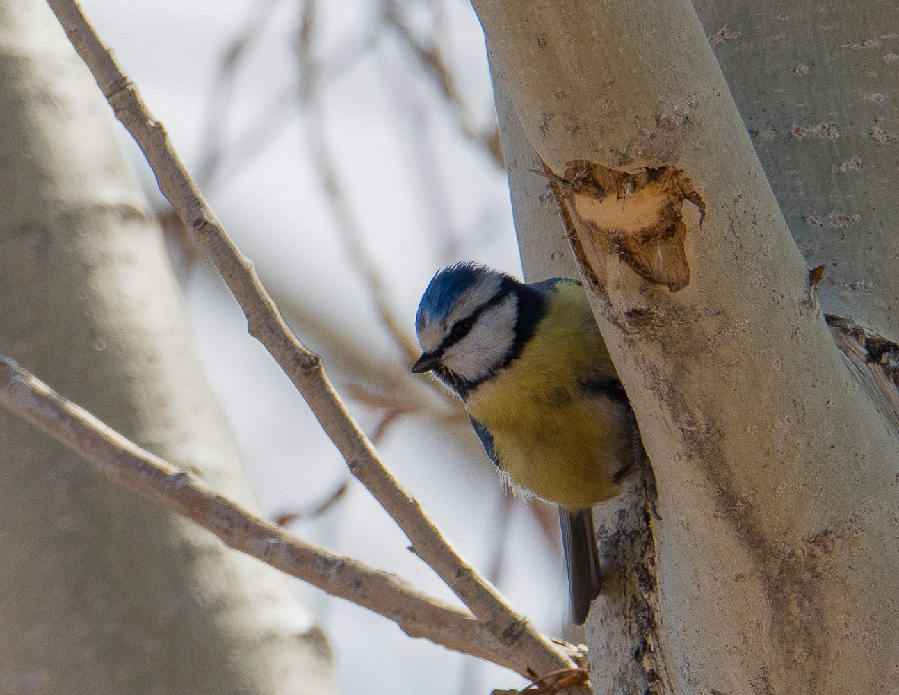 Mavi baştankara » Eurasian Blue Tit » Cyanistes caeruleus