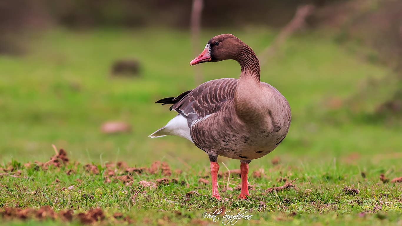 Sakarca » Greater White-fronted Goose » Anser albifrons