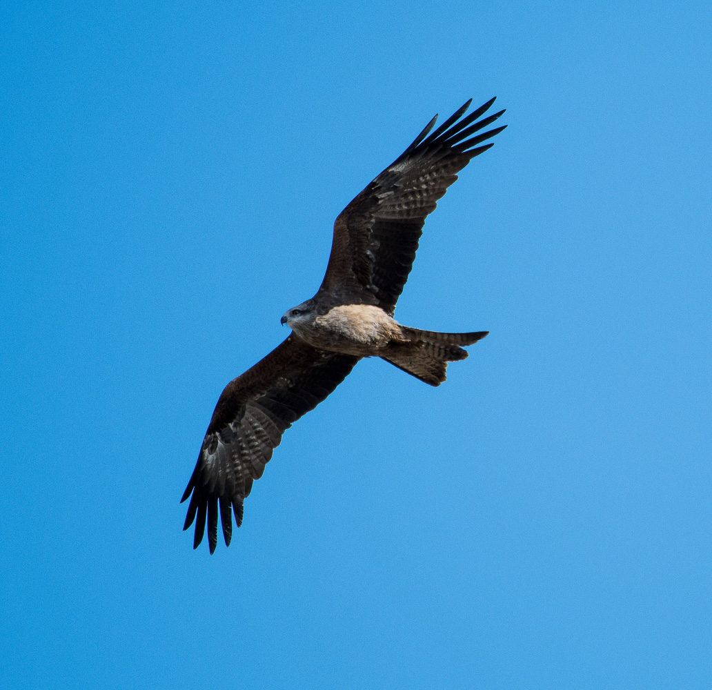 Kara çaylak » Black Kite » Milvus migrans