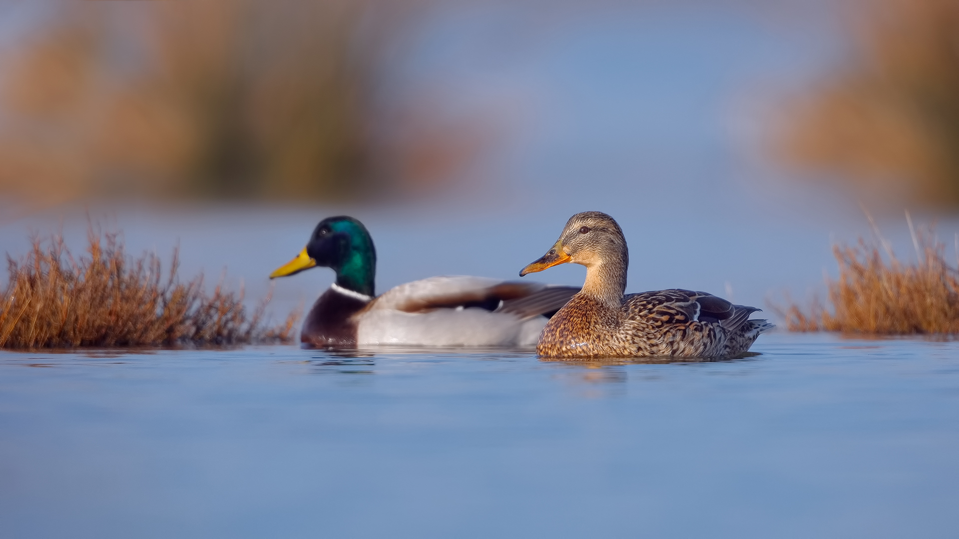Yeşilbaş » Mallard » Anas platyrhynchos