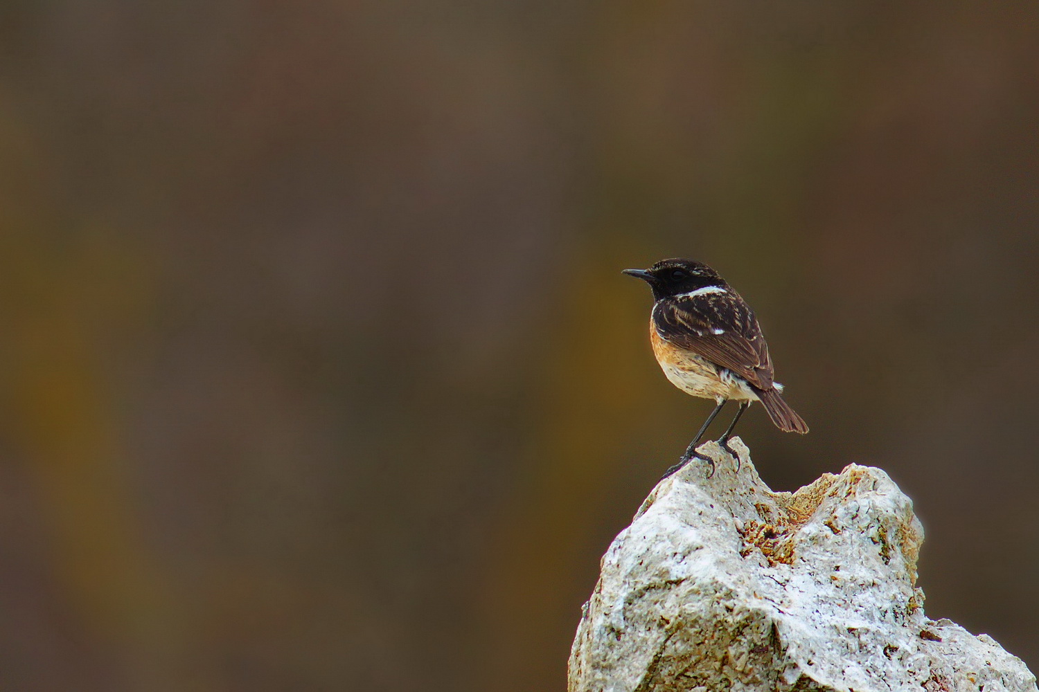 Taşkuşu » European Stonechat » Saxicola rubicola