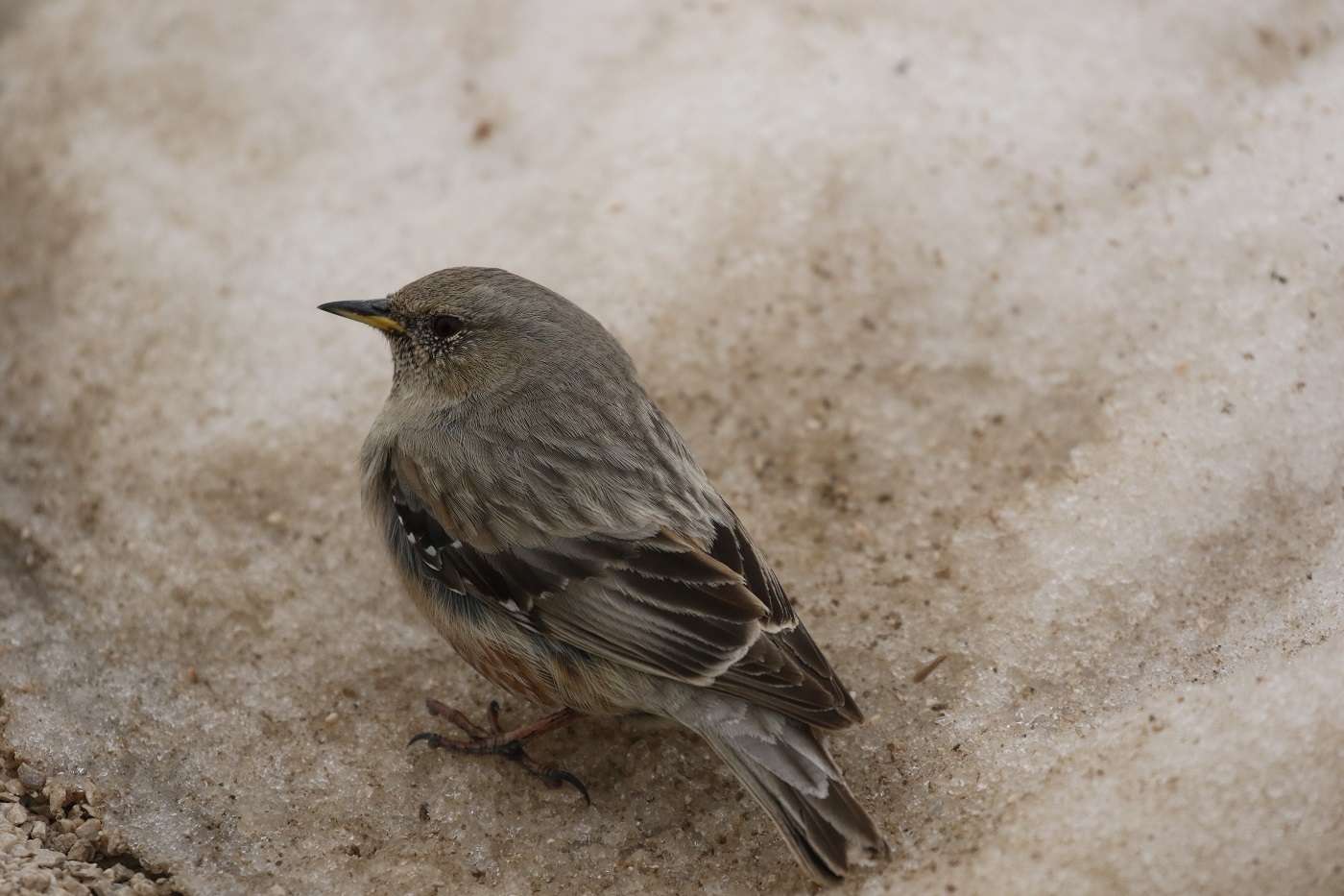 Büyük dağbülbülü » Alpine Accentor » Prunella collaris